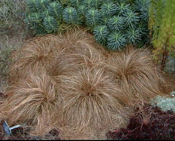 CAREX FLAGELLIFERA